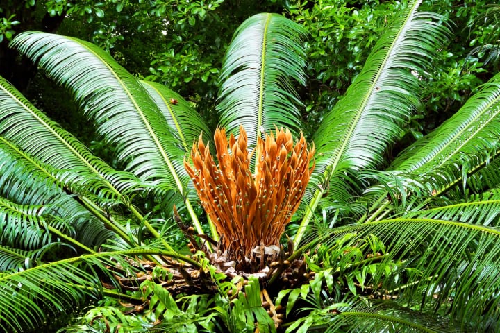 pamplemousses garden, Sir Seewoosagur Ramgoolam Botanical Garden, Mauritius, botanischer garten, fotohaefeli, island of mauritius, 